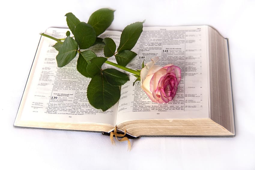 A bible opened up with a pink rose laying across it